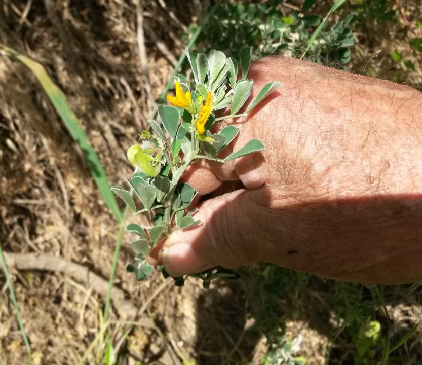 Medicago arborea / Erba medica arborea